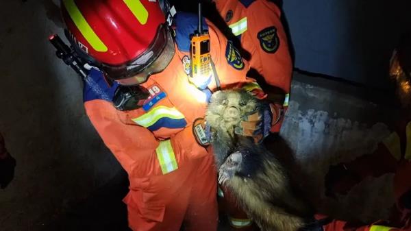 起猛了,蓝朋友见到了鲁迅笔下的“猹” 起猛了,蓝朋友见到了鲁迅笔下的“猹”