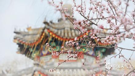 北京颐和园山桃花盛开 粉粉嫩嫩尽显清新美 北京颐和园山桃花盛开 粉粉嫩嫩尽显清新美