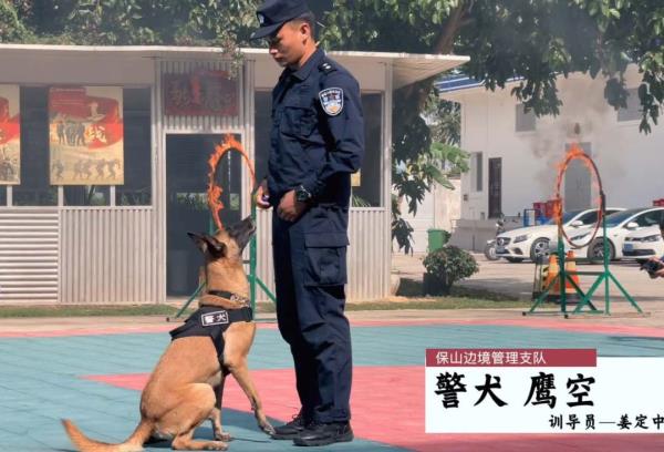 身怀绝技智勇双全,带你探秘缉毒犬养成 身怀绝技智勇双全,带你探秘缉毒犬养成