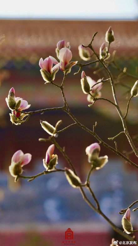 北京今年第一朵早樱和白玉兰啥时开？花期预报出炉