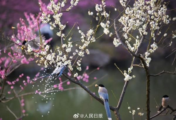 灰喜鹊梅花间觅食美如画