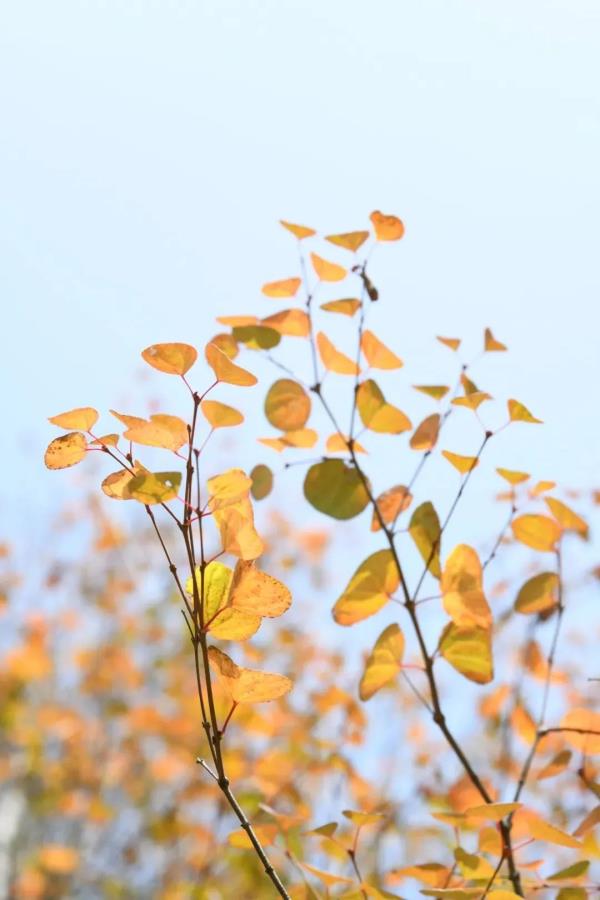 昆明这棵树40余年首开花,长这样→ 昆明这棵树40余年首开花,长这样→