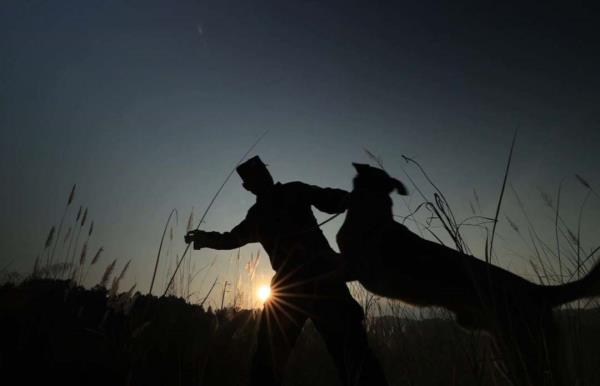 身怀绝技智勇双全,带你探秘缉毒犬养成 身怀绝技智勇双全,带你探秘缉毒犬养成