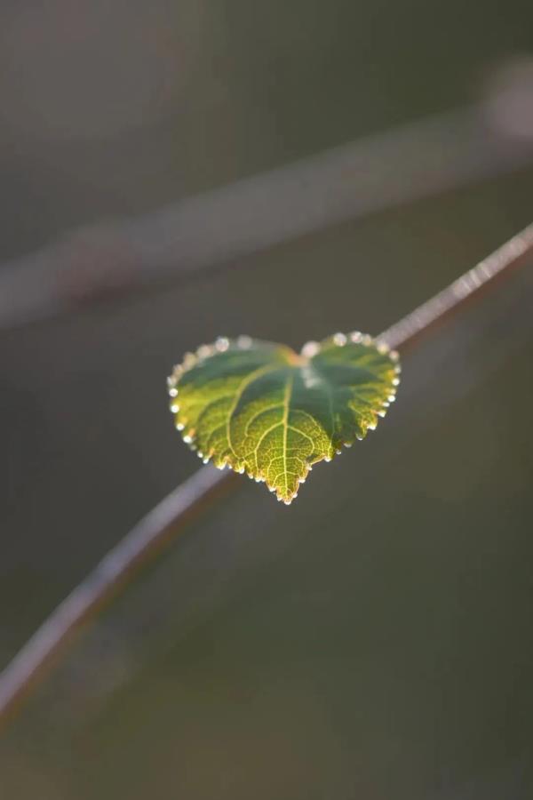 昆明这棵树40余年首开花,长这样→ 昆明这棵树40余年首开花,长这样→
