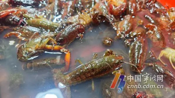 早春的小龙虾为啥壮瘦差别大？业内人士：买虾先看“色”