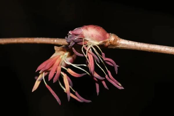 昆明这棵树40余年首开花,长这样→ 昆明这棵树40余年首开花,长这样→