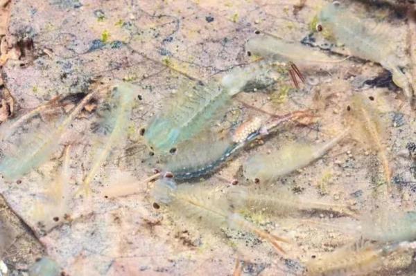 罕见!大蜀山最新发现! 罕见!大蜀山最新发现!