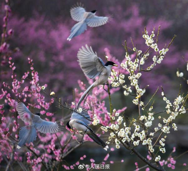 灰喜鹊梅花间觅食美如画