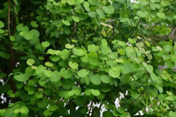 昆明这棵树40余年首开花,长这样→ 昆明这棵树40余年首开花,长这样→