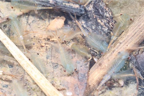 罕见!大蜀山最新发现! 罕见!大蜀山最新发现!