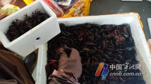 早春的小龙虾为啥壮瘦差别大？业内人士：买虾先看“色”