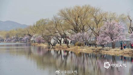 北京颐和园山桃花盛开 粉粉嫩嫩尽显清新美 北京颐和园山桃花盛开 粉粉嫩嫩尽显清新美