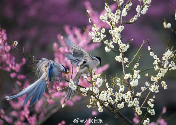 灰喜鹊梅花间觅食美如画