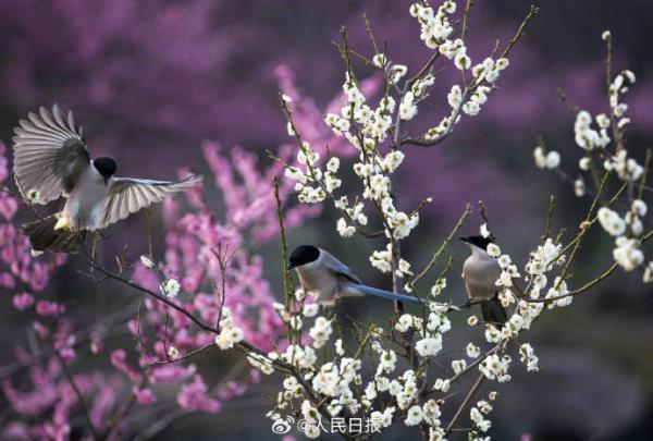 灰喜鹊梅花间觅食美如画