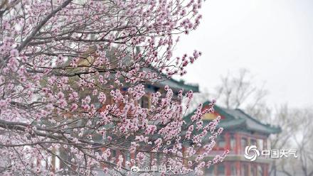 北京颐和园山桃花盛开 粉粉嫩嫩尽显清新美 北京颐和园山桃花盛开 粉粉嫩嫩尽显清新美