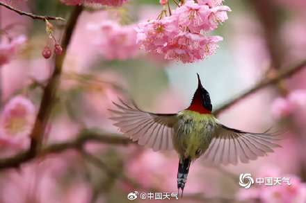 春日限定励志壁纸