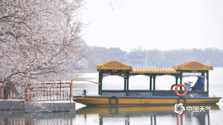 北京颐和园山桃花盛开 粉粉嫩嫩尽显清新美 北京颐和园山桃花盛开 粉粉嫩嫩尽显清新美