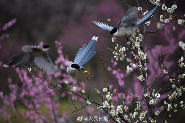灰喜鹊梅花间觅食美如画