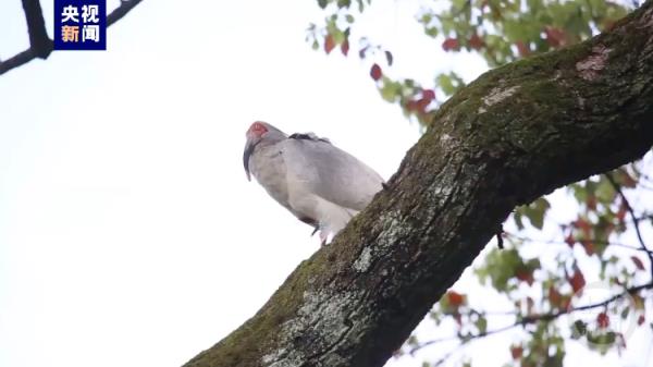 男子捕杀国宝，只为给母亲煲汤治病？当地回应来了