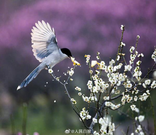 灰喜鹊梅花间觅食美如画