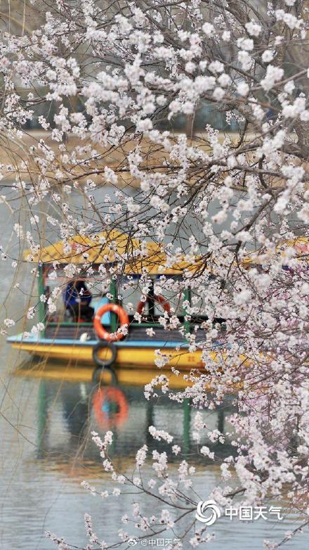 北京颐和园山桃花盛开 粉粉嫩嫩尽显清新美 北京颐和园山桃花盛开 粉粉嫩嫩尽显清新美