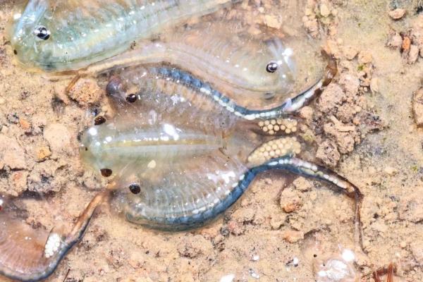 罕见!大蜀山最新发现! 罕见!大蜀山最新发现!