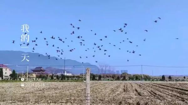 抓不牢也赶不走!杭州老板急了:谁逮到就送 抓不牢也赶不走!杭州老板急了:谁逮到就送