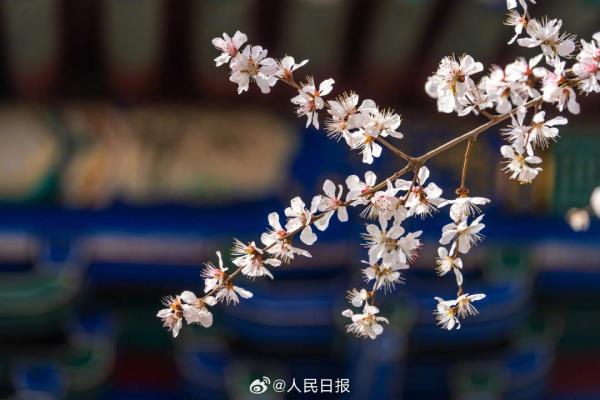 收藏美景！北海公园桃花盛放