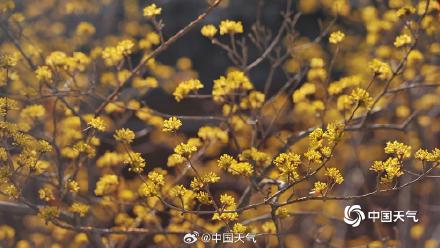 春到便繁华！被春天这满屏幕的花花包围了