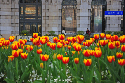上海春日限定郁金香壁纸 上海春日限定郁金香壁纸