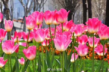 上海春日限定郁金香壁纸 上海春日限定郁金香壁纸