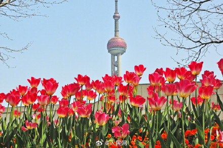 上海春日限定郁金香壁纸 上海春日限定郁金香壁纸