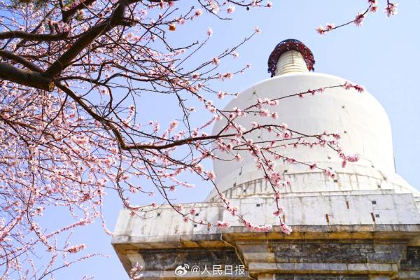 收藏美景！北海公园桃花盛放