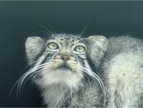 西宁野生动物园：兔狲“狲大娘”因病死亡，初步诊断为子宫蓄脓