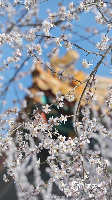 春到便繁华！被春天这满屏幕的花花包围了