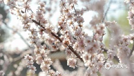 春到便繁华！被春天这满屏幕的花花包围了