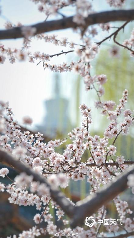 春到便繁华！被春天这满屏幕的花花包围了