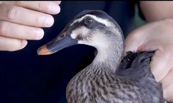 抓不牢也赶不走!杭州老板急了:谁逮到就送 抓不牢也赶不走!杭州老板急了:谁逮到就送