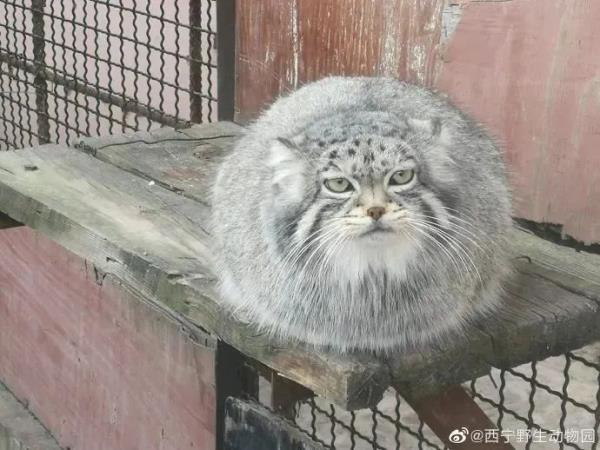 官方确认!“狲大娘”,因病死亡 官方确认!“狲大娘”,因病死亡