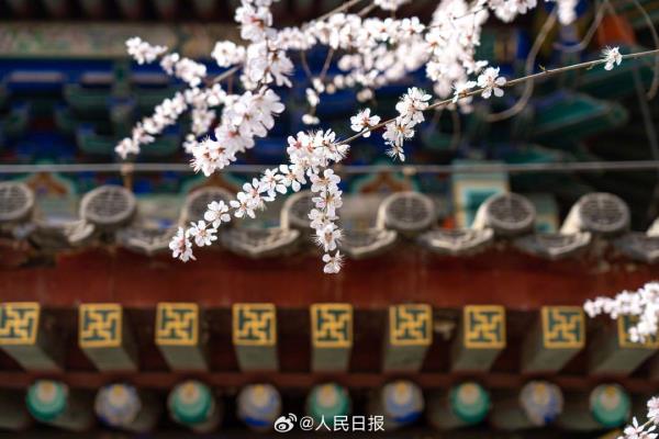 收藏美景！北海公园桃花盛放