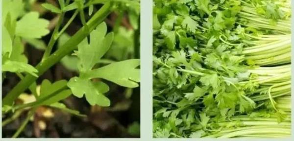 广东一家五口饮汤中毒？春季高发！爱煲汤的东莞人，千万别碰它！