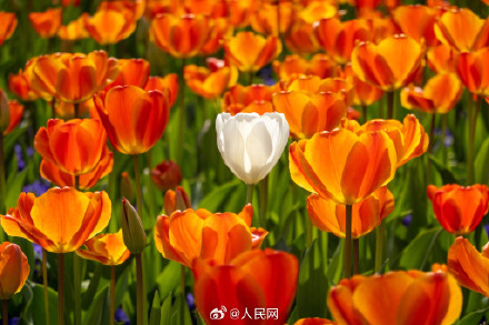 上海春日限定郁金香壁纸 上海春日限定郁金香壁纸