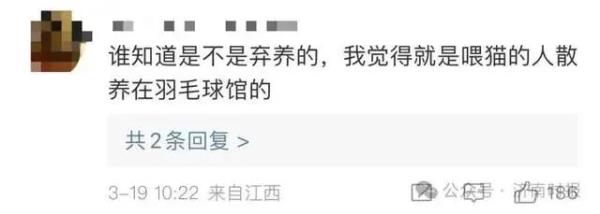 男子打羽毛球被流浪猫绊倒致十级伤残，投喂者被判赔24万元