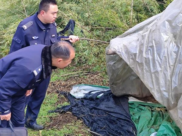 他们赶着17只羊回来了