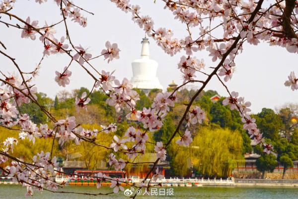 收藏美景！北海公园桃花盛放