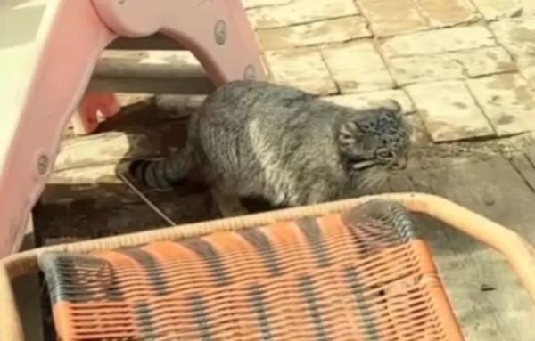 西宁野生动物园：兔狲“狲大娘”因病死亡，初步诊断为子宫蓄脓