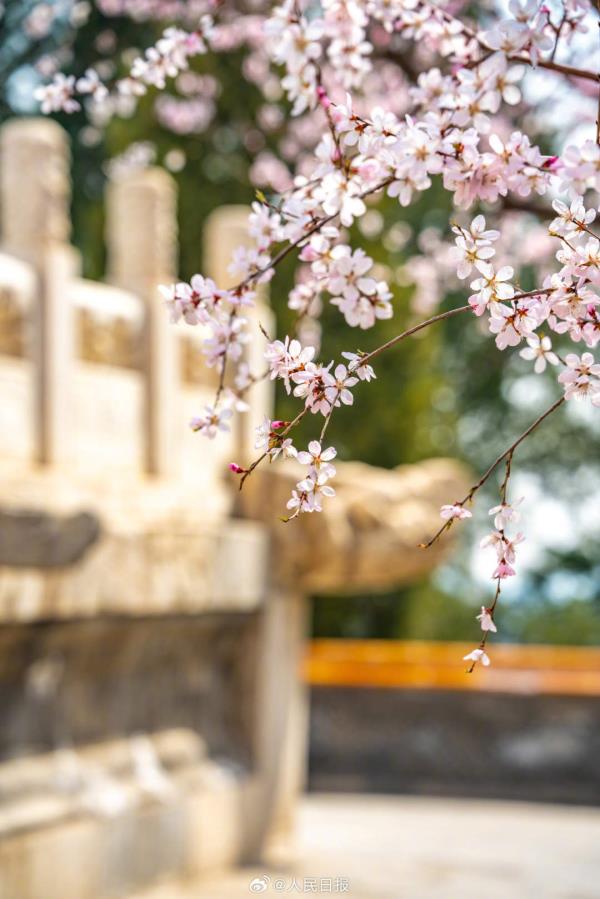 收藏美景！北海公园桃花盛放