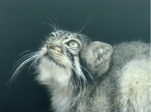 西宁野生动物园：兔狲“狲大娘”因病死亡，初步诊断为子宫蓄脓