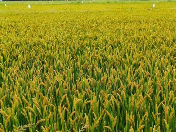 抓不牢也赶不走!杭州老板急了:谁逮到就送 抓不牢也赶不走!杭州老板急了:谁逮到就送