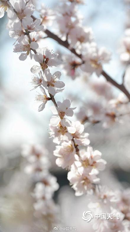 春到便繁华！被春天这满屏幕的花花包围了